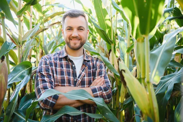 Agronomist Checking Corn Ready Harvest Portrait Farmer — Stock Photo, Image