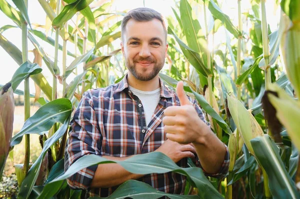 トウモロコシ畑の龍ハンサムな農学者と収穫前に作物を調べる 農業ビジネスの概念 トウモロコシ畑に立つ農業技術者は — ストック写真