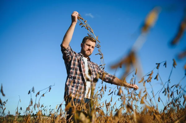 Soya tarlasında tarımcı çiftçi hasattan önce ekinleri kontrol ediyor. Organik gıda üretimi ve yetiştirilmesi.