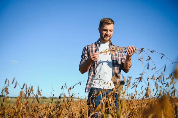 Soya tarlasında dikilen çiftçi gün batımında mahsulü inceliyor..