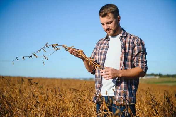Soya tarlasında tarımcı çiftçi hasattan önce ekinleri kontrol ediyor. Organik gıda üretimi ve yetiştirilmesi.