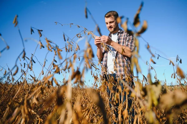 Agronomist tarım tarlasında soya fasulyesi hasadını teftiş ediyor - tarım kavramı - çiftlik soya fasulyesi tarlasında çiftçi.