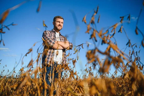 Soya tarlasında tarımcı çiftçi hasattan önce ekinleri kontrol ediyor. Organik gıda üretimi ve yetiştirilmesi.