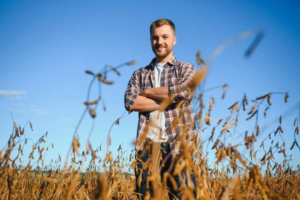 Agrónomo Agricultor Campo Soja Comprobar Los Cultivos Antes Cosecha Producción — Foto de Stock