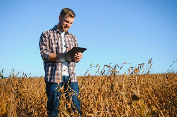 Soya tarlasında tarımcı çiftçi hasattan önce ekinleri kontrol ediyor. Organik gıda üretimi ve yetiştirilmesi.
