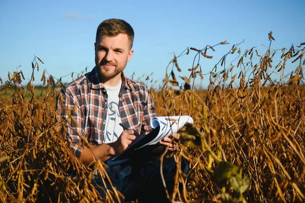 Soya tarlasında tarımcı çiftçi hasattan önce ekinleri kontrol ediyor. Organik gıda üretimi ve yetiştirilmesi.