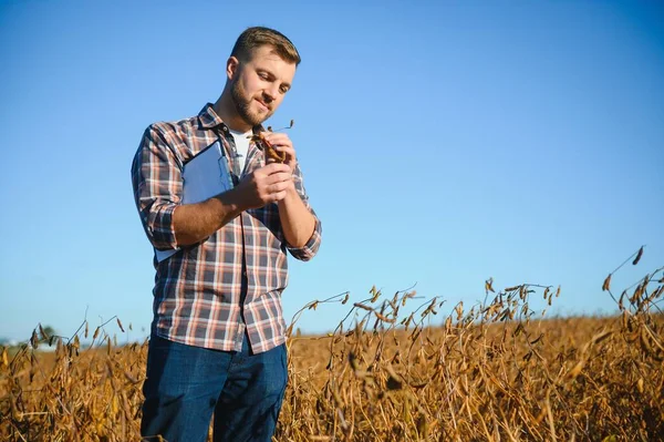 Agronomist tarlada yetişen soya fasulyesi ekinlerini inceliyor. Tarım üretim konsepti. Genç tarımcı yazın tarlada soya fasulyesi mahsulünü inceliyor. Soya tarlasında çiftçi
