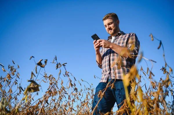 Agronomist tarlada yetişen soya fasulyesi ekinlerini inceliyor. Tarım üretim konsepti. Genç tarımcı yazın tarlada soya fasulyesi mahsulünü inceliyor. Soya tarlasında çiftçi