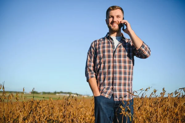 Soya tarlasında tarımcı çiftçi hasattan önce ekinleri kontrol ediyor. Organik gıda üretimi ve yetiştirilmesi.