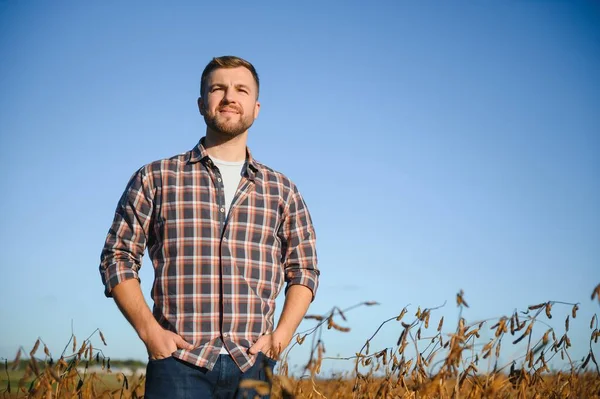 Agronomist tarım tarlasında soya fasulyesi hasadını teftiş ediyor - tarım kavramı - çiftlik soya fasulyesi tarlasında çiftçi.