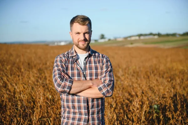 Agronomist tarlada yetişen soya fasulyesi ekinlerini inceliyor. Tarım üretim konsepti. Genç tarımcı yazın tarlada soya fasulyesi mahsulünü inceliyor. Soya tarlasında çiftçi