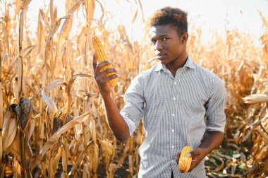 Afrikalı çiftçi mısır tarlasında duruyor.
