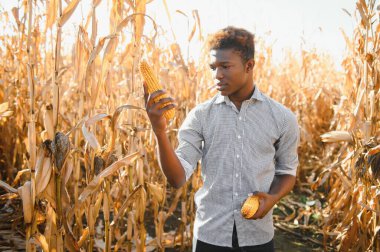 Afrikalı çiftçi tarımdan organik mısır yetiştiriyor. Tarım ya da tarım kavramı