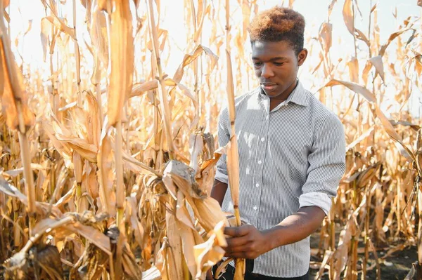 Afrikalı Çiftçi Mısır Tarlasında Duruyor — Stok fotoğraf