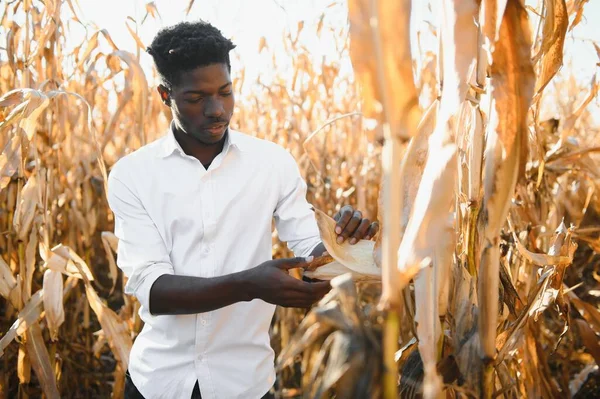 Afrikanischer Bauer Mit Mais Bioprodukten Aus Landwirtschaftlicher Produktion Landwirtschaft Oder — Stockfoto