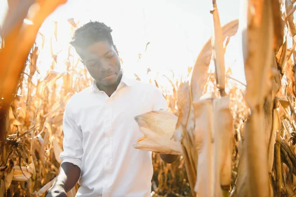 Porträt Eines Glücklichen Mexikanischen Bauern Der Mais Anbaut — Stockfoto