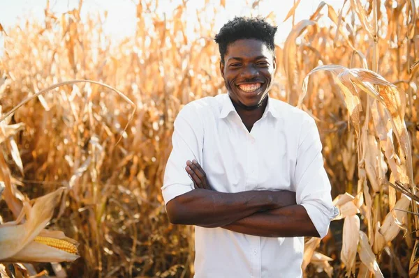 Black Africa American Harvesting Peeling Corn Corn Field Fresh Smile — Stock Photo, Image