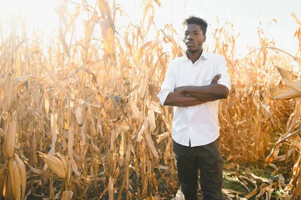 Afrikalı Çiftçi Mısır Tarlasında Duruyor — Stok fotoğraf