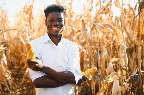 Afrikanische Bauern Stehen Auf Dem Feld Der Maisplantage — Stockfoto