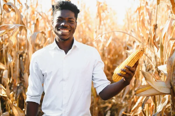 African Farmer Stand Corn Plantation Field — Stock Photo, Image