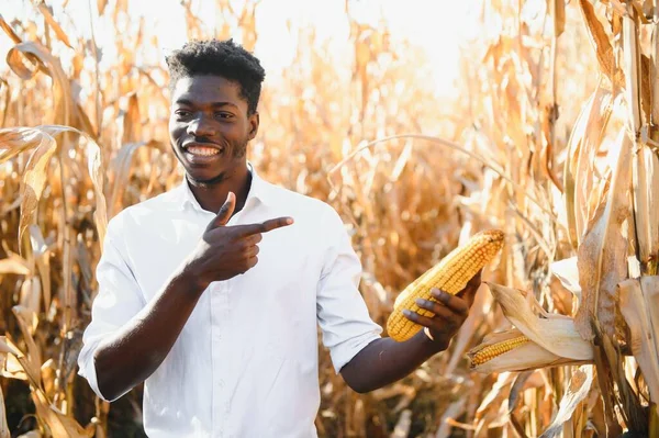 Close Corn Holding African Farmer Man Farm Land — Stock Photo, Image