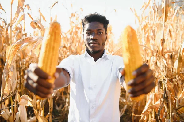 African Farmer Stand Corn Plantation Field — Fotografia de Stock