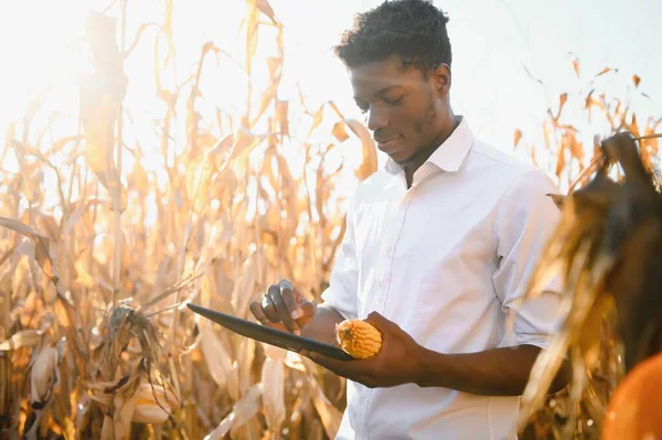 Cerrar Una Explotación Maíz Por Granjero Africano Una Tierra Cultivo — Foto de Stock