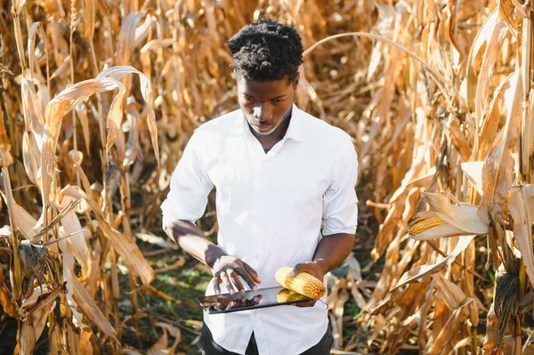 Afrykański Rolnik Stanąć Polu Plantacji Kukurydzy — Zdjęcie stockowe