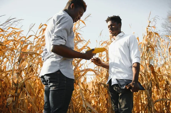 Zwei Afrikanische Bauern Auf Einem Maisfeld — Stockfoto