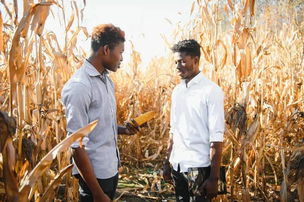 Zwei Afrikanische Bauern Kontrollieren Die Ernte Einem Maisfeld — Stockfoto