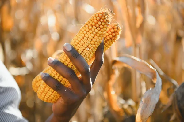 Tangan Seorang Petani Afrika Memegang Jagung — Stok Foto