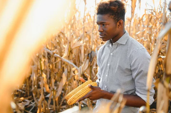 Farmer His Small Corn Plantation Hispanic Casual Clothes Standing Field — Stock Photo, Image