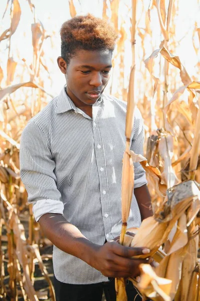 Afrikansk Jordbrukare Som Odlar Ekologiska Majsprodukter Från Jordbruket Jordbruk Eller — Stockfoto