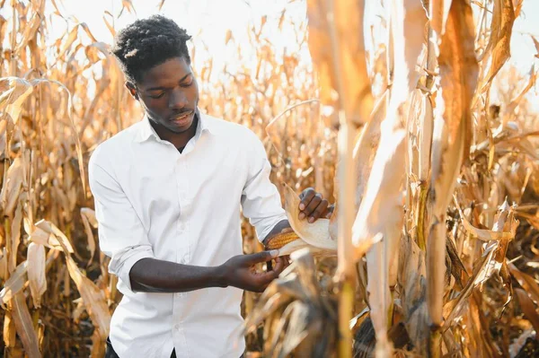 Afrikanische Bauern Stehen Auf Dem Feld Der Maisplantage — Stockfoto