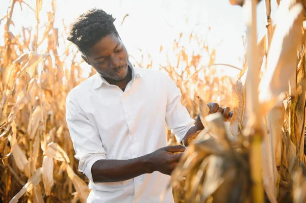 Agronomista Campo Milho Examinando Culturas Antes Colheita Conceito Agronegócio Fazenda — Fotografia de Stock