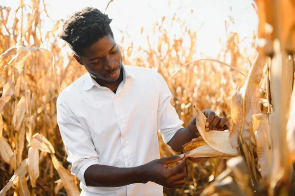 Fechar Uma Exploração Milho Por Fazendeiro Africano Uma Terra Fazenda — Fotografia de Stock