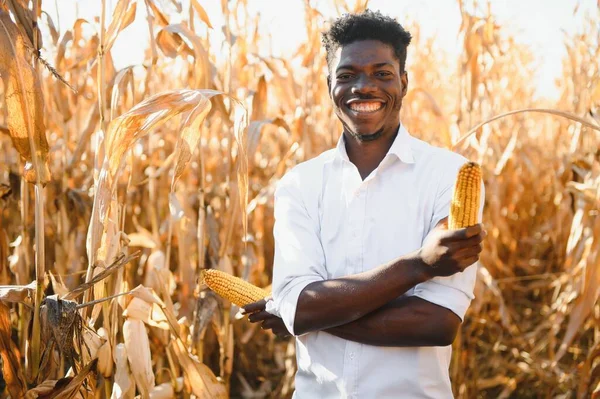Agricultor Africano Que Tiene Productos Orgánicos Maíz Granja Agricultura Concepto — Foto de Stock