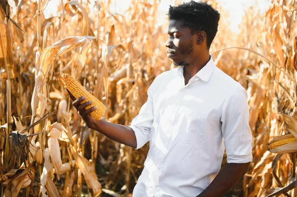 Bir Çiftlikte Afrikalı Çiftçinin Elinde Tuttuğu Mısırı Kapat — Stok fotoğraf