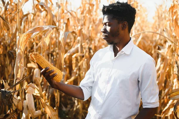 African Farmer Stand Corn Plantation Field — Fotografia de Stock