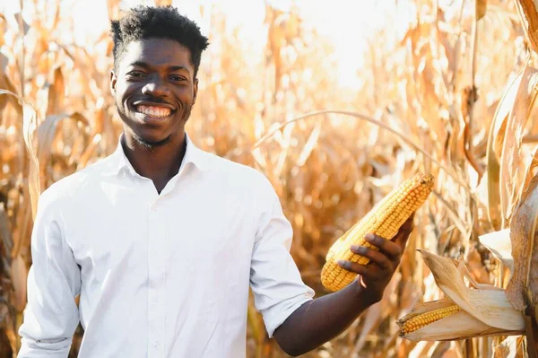 Αφρικανός Αγρότης Που Καλλιεργεί Βιολογικά Προϊόντα Καλαμποκιού Από Αγροκτήματα — Φωτογραφία Αρχείου
