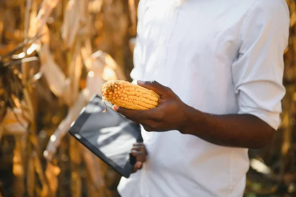 Bezárni Egy Afrikai Farmer Kukoricafarmját Egy Farmon — Stock Fotó