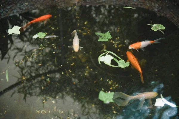 Koi Fische Garten — Stockfoto