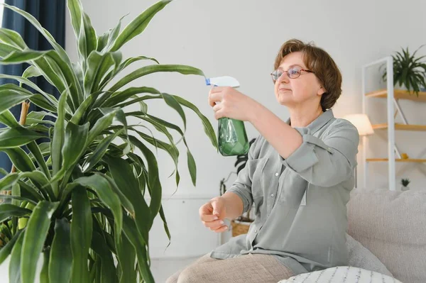 家庭园艺 快乐的老年妇女 戴着眼镜照顾植物 用喷雾瓶喷涂芦荟的老年妇女微笑 室内护理和对室内植物的热爱 — 图库照片
