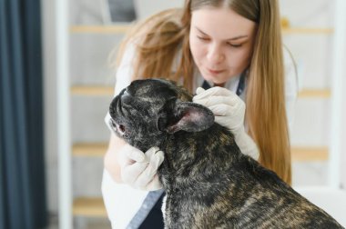 ilaç, hayvan bakımı ve insan konsepti - Fransız bulldog ve veteriner doktor elinin kapanışı veteriner kliniğinde