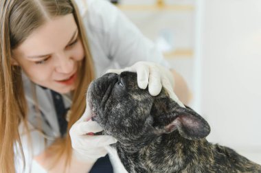 Neşeli, genç bir veteriner güzel bir köpeğe bakıyor ve onu muayene ediyor..