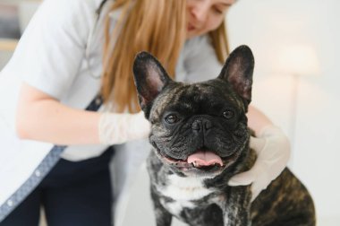 Neşeli, genç bir veteriner güzel bir köpeğe bakıyor ve onu muayene ediyor..