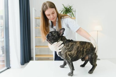 Neşeli, genç bir veteriner güzel bir köpeğe bakıyor ve onu muayene ediyor..