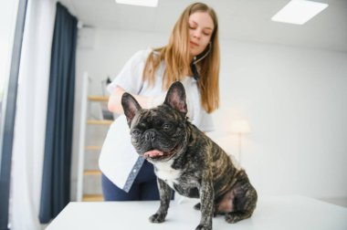 Neşeli, genç bir veteriner güzel bir köpeğe bakıyor ve onu muayene ediyor..