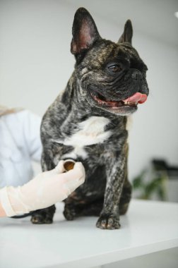 ilaç, hayvan bakımı ve insan konsepti - Fransız bulldog ve veteriner doktor elinin kapanışı veteriner kliniğinde