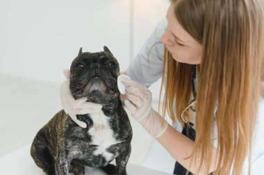 Neşeli, genç bir veteriner güzel bir köpeğe bakıyor ve onu muayene ediyor..